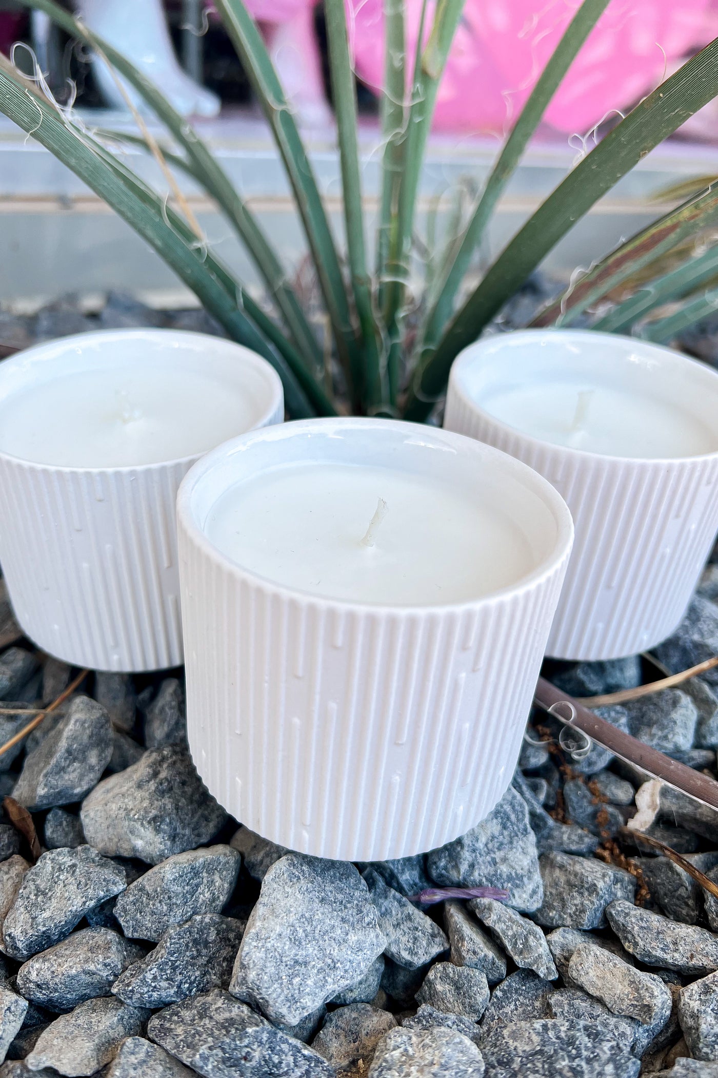 OLIVER FRAGRANCE CO: YUCCA PALM MID MOD CANDLE